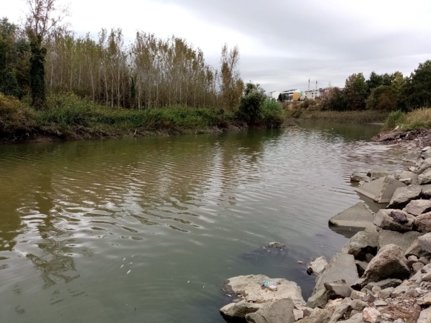 Bursa’da toplu balık ölümleri