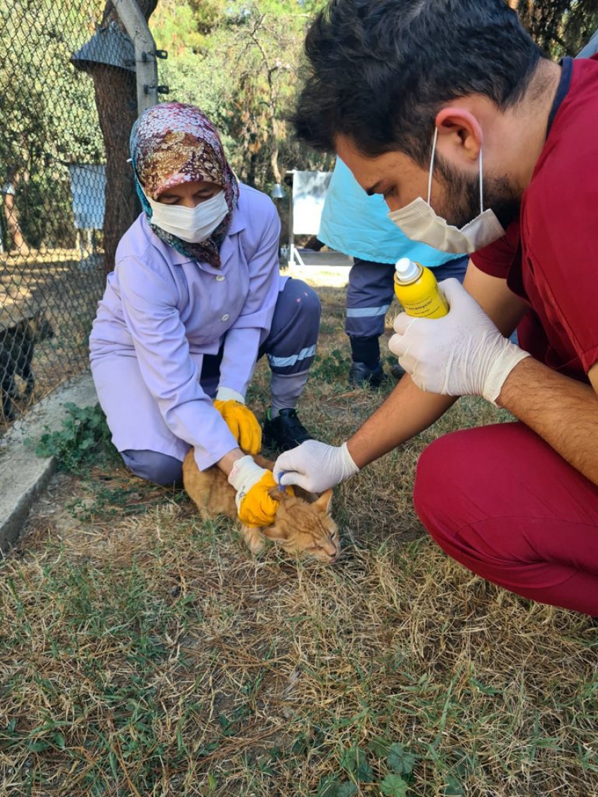 Bursa'da villa kedileri parazitlere karşı ilaçlandı