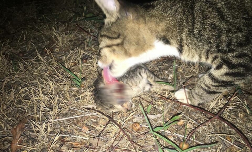 Antalya’da ’kedi’ katliamı