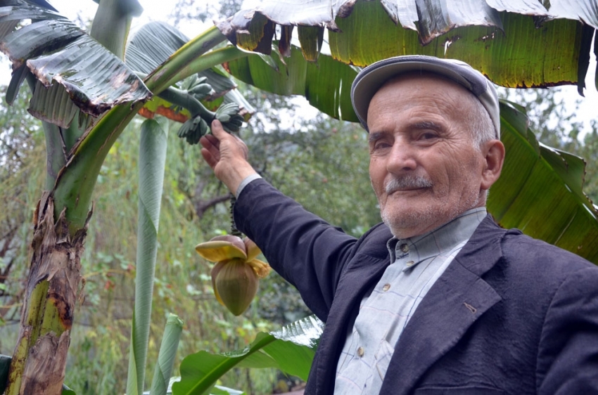 Karadeniz’de muz yetiştirdi