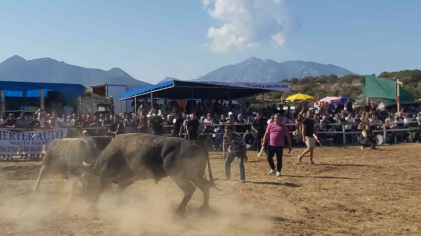 Boğa güreşleri nefes kesti