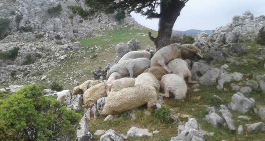 Yıldırım düştü: 22 koyun telef oldu