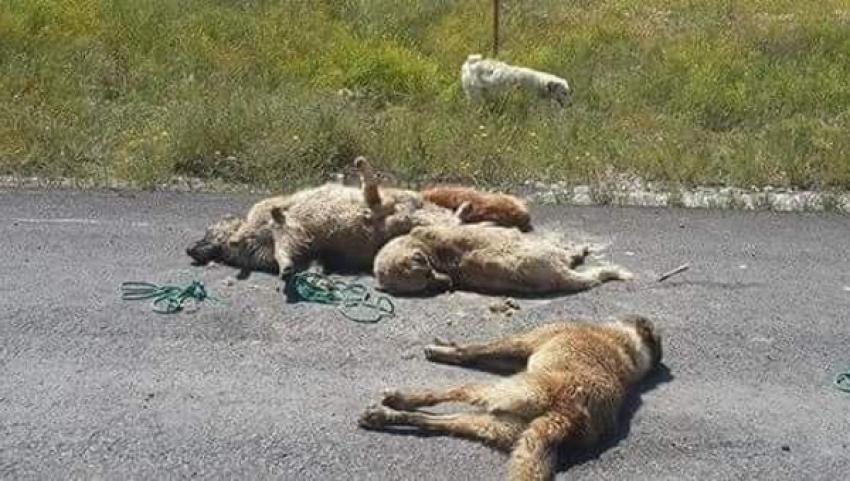 Kütahya'da köpek katliamı!