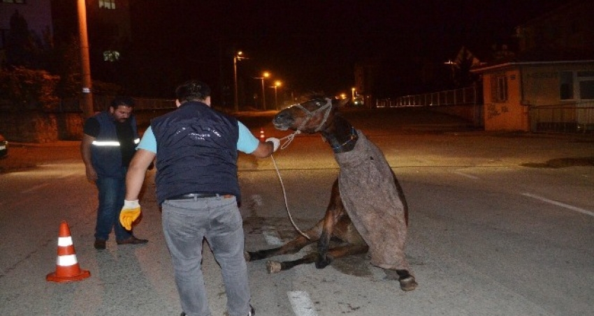 Hamile atı sokak ortasına ölüme terk ettiler