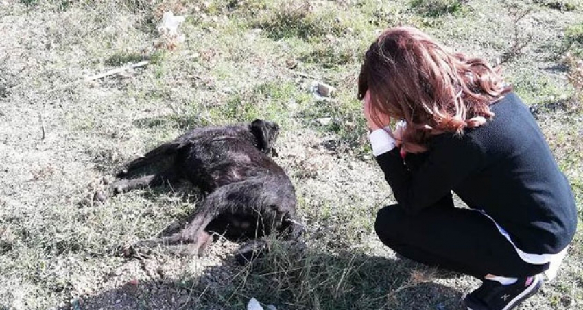 Ağılına girip kuzularına zarar verdiğini iddia ettiği köpeği öldürdü