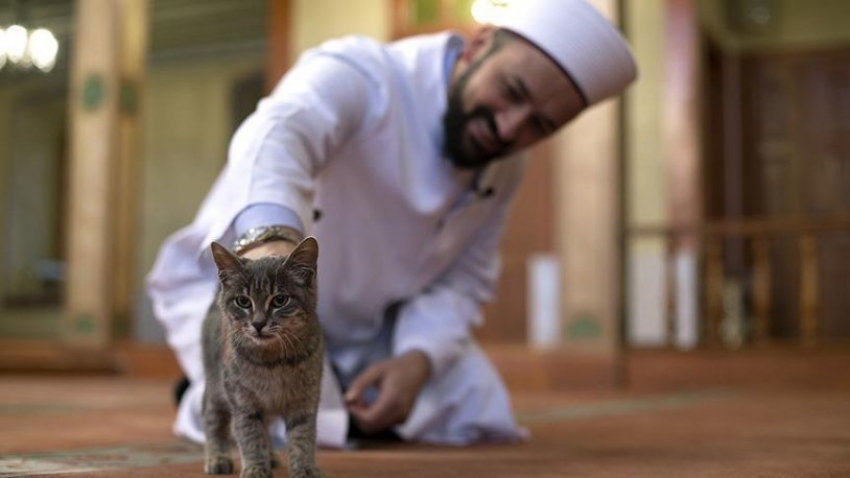 İmamlara kedi önerisi