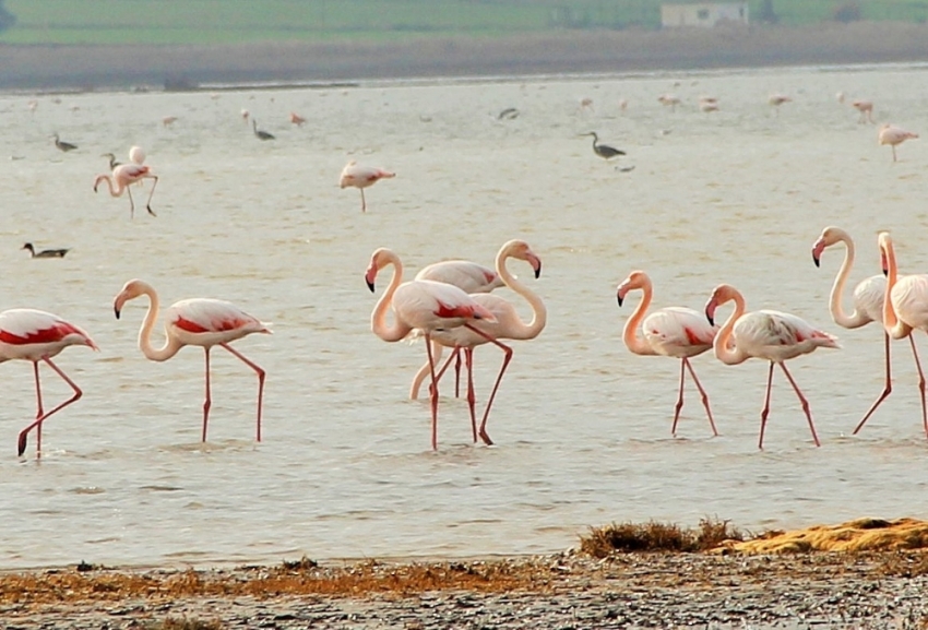 Flamingolar Bodrum’a akın etti