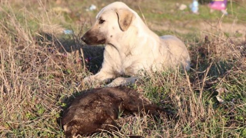 Katliam! Yavru köpekleri yakarak öldürdüler