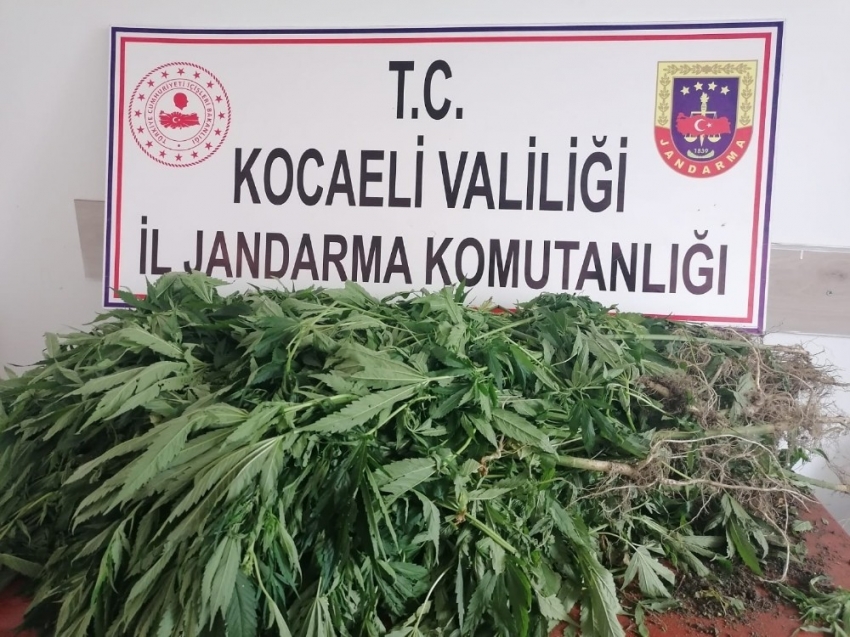 Ormanlık alanda kenevir tacirliğine jandarma engeli