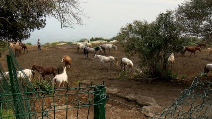 Kayıp atlar olayında yeni gelişme!