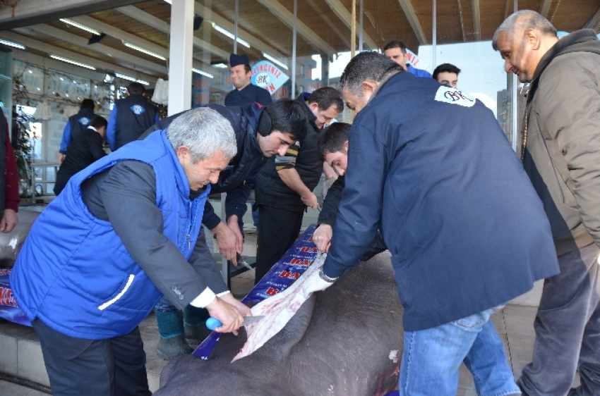 Kanser hastalarından köpekbalığına yoğun ilgi!