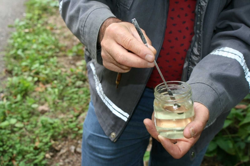 Kestane ormanlarında kestane dal kanseriyle ilgili mücadele devam ediyor