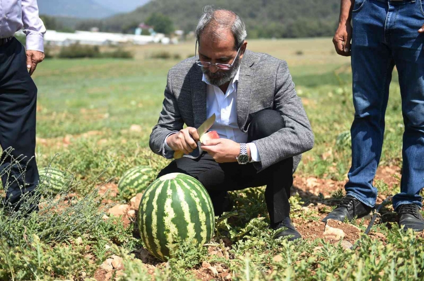 Hasadı yapılan karpuzlar halka ücretsiz dağıtılacak