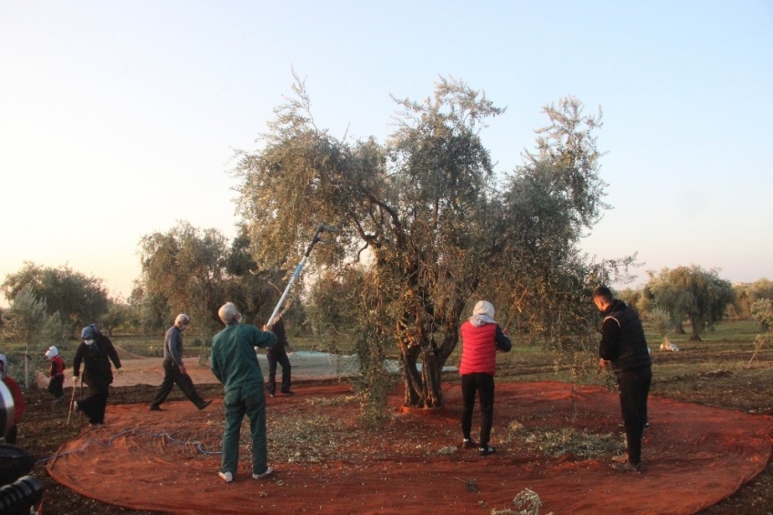 Zeytin hasadına yağmur engeli