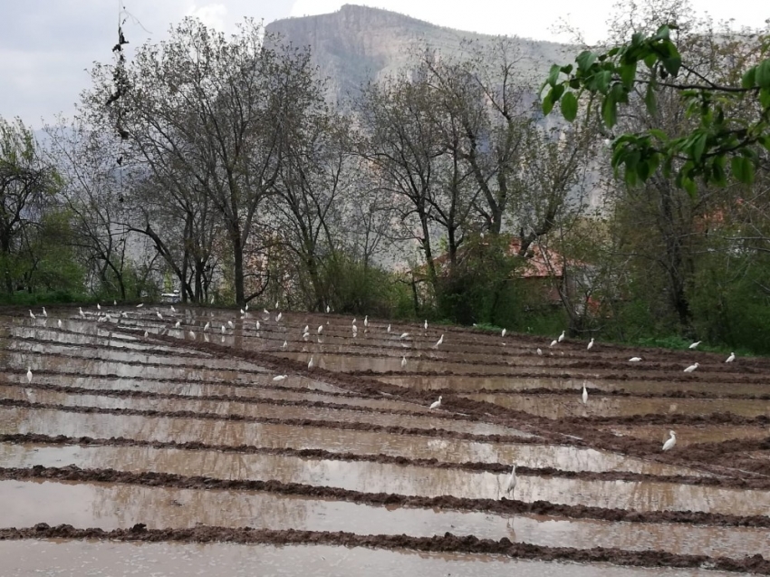 Göçmen kuşlar Çukurca’yı mesken tuttu