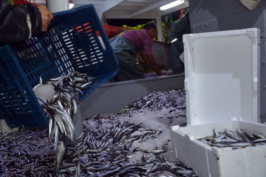 Karadeniz’de 26, Marmara’da 124 balık türü yok oldu