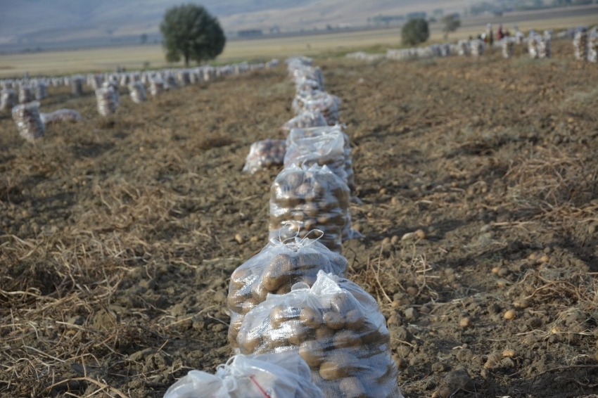 Yaylada patates hasatı başladı