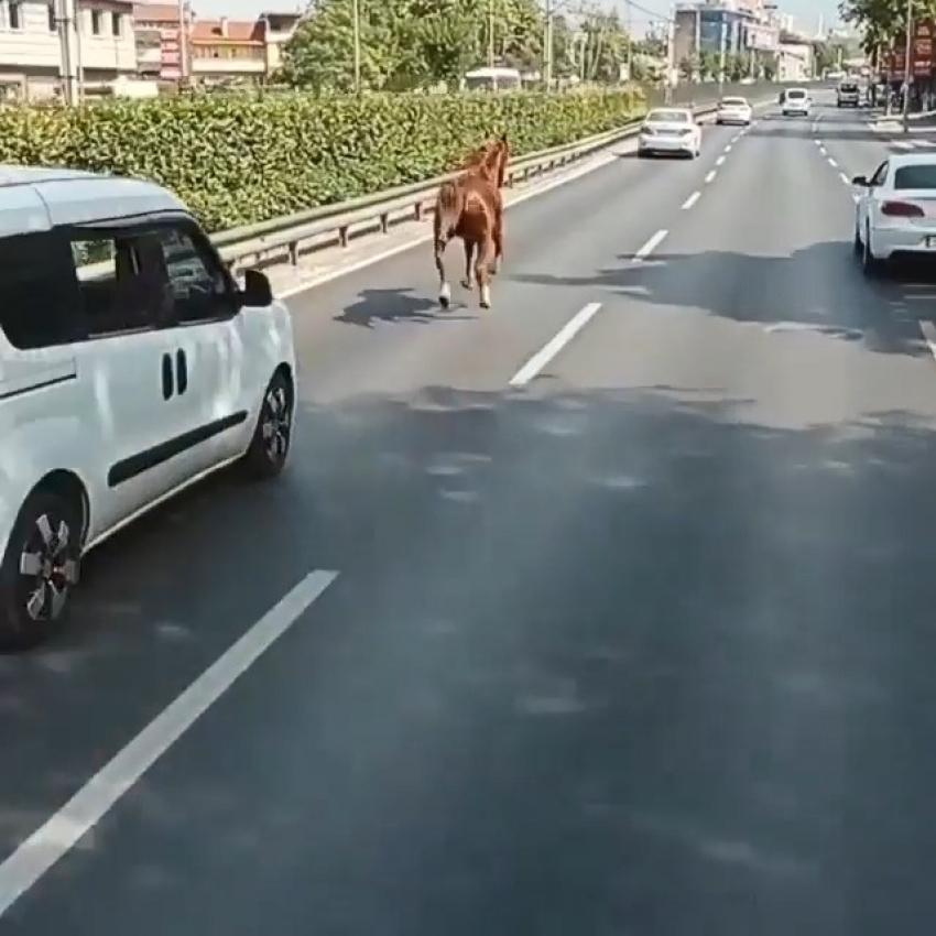 Bursa'da otobanda dörtnala...