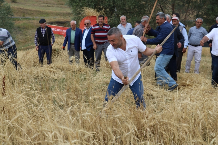 2 bin yıllık ata tohumu buğday verdi