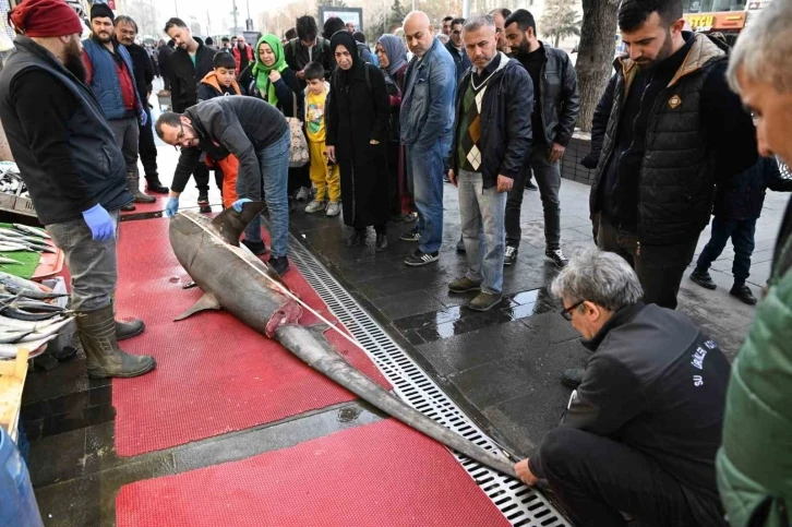 3,5 metrelik yasaklı köpek balığının satışına ceza
