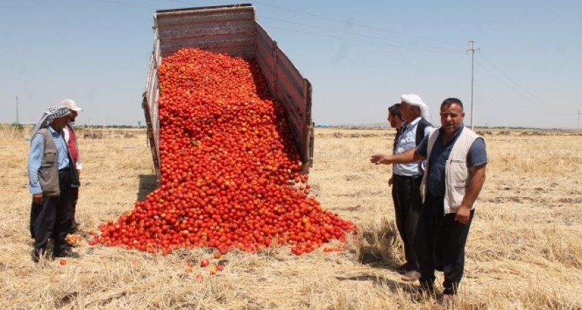 Satamadığı tonlarca domatesi tarlaya döktü