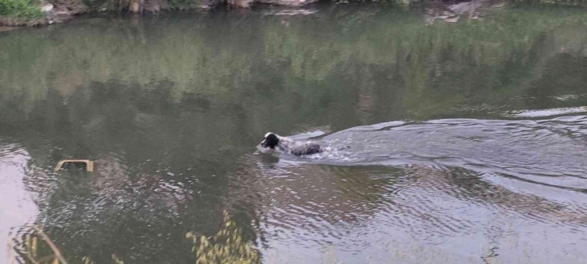 Canı balık çeken köpek derede avlanırken görüntülendi