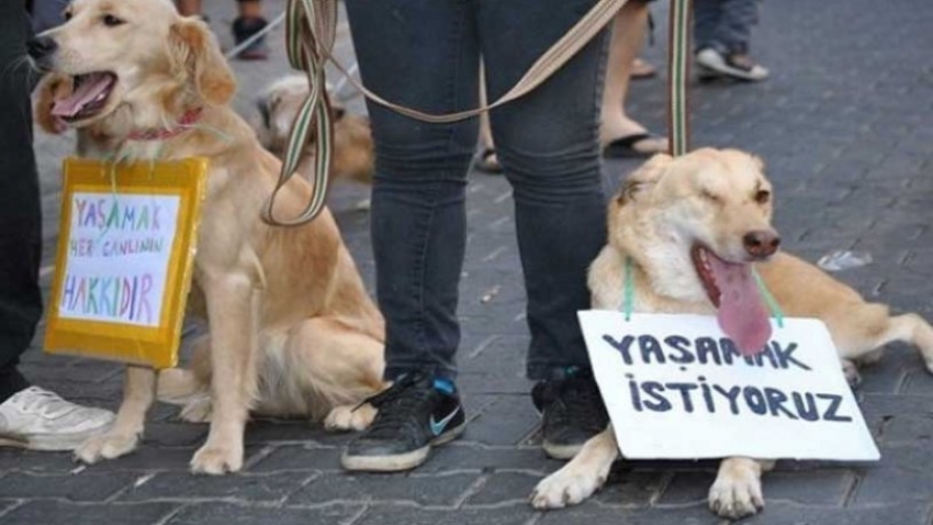 Yavru köpeği zehirleyip, derisini yüzdüler