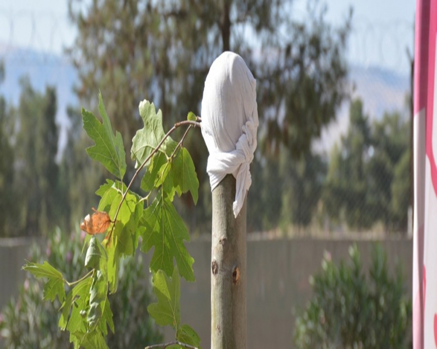 Ağacı kıran zanlının cezası belli oldu