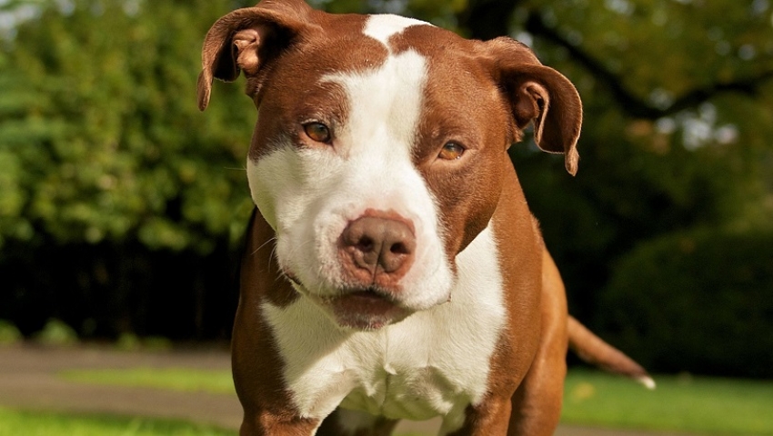 'Tehlikeli ırk' denilen köpeklerin son kısırlaştırma tarihi belli oldu