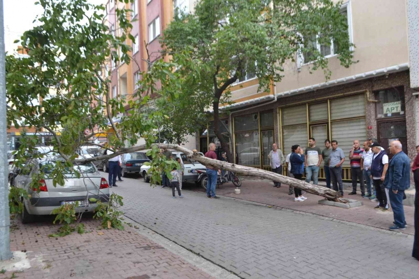 Rüzgara dayanamayan ağaç otomobilin üzerine devrildi