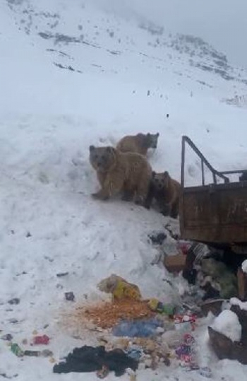 Boz ayılar kış uykusuna yatmadı