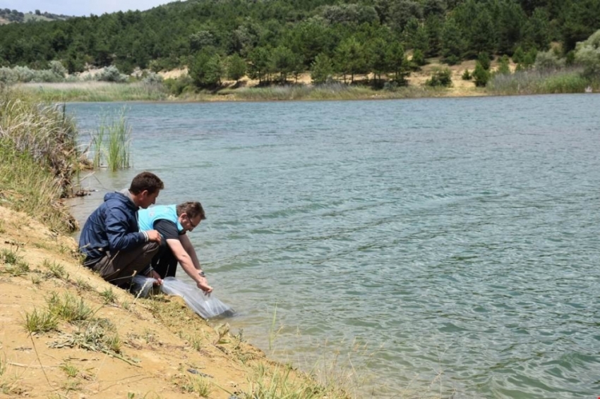 Göletlere 4 bin adet pullu sazan balığı yavrusu bırakıldı