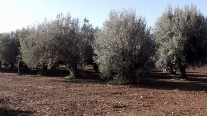 Ekoloji örgütlerinden 'zeytinlik' çağrısı