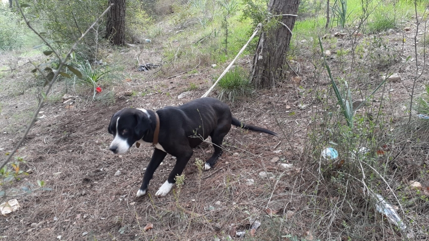 Köpeği ormanda ağaca bağlayıp ölüme terk ettiler