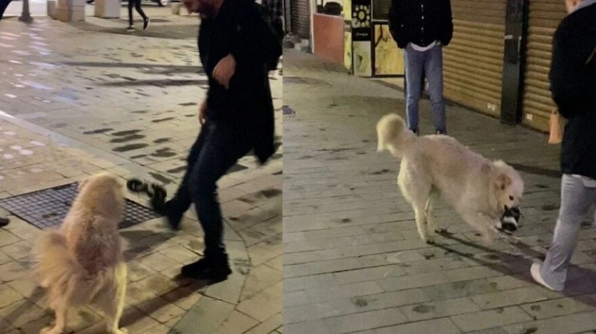 Teravih namazına gelen vatandaşın ayakkabısını çalan köpek gülümsetti