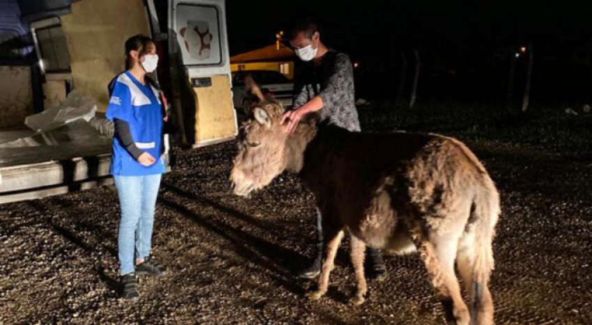 O eşek Bursa'da koruma altına alınacak