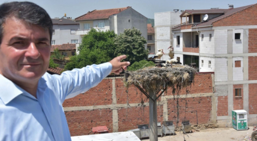 Bursa'daki mahalle, 'leylek köyü' oldu