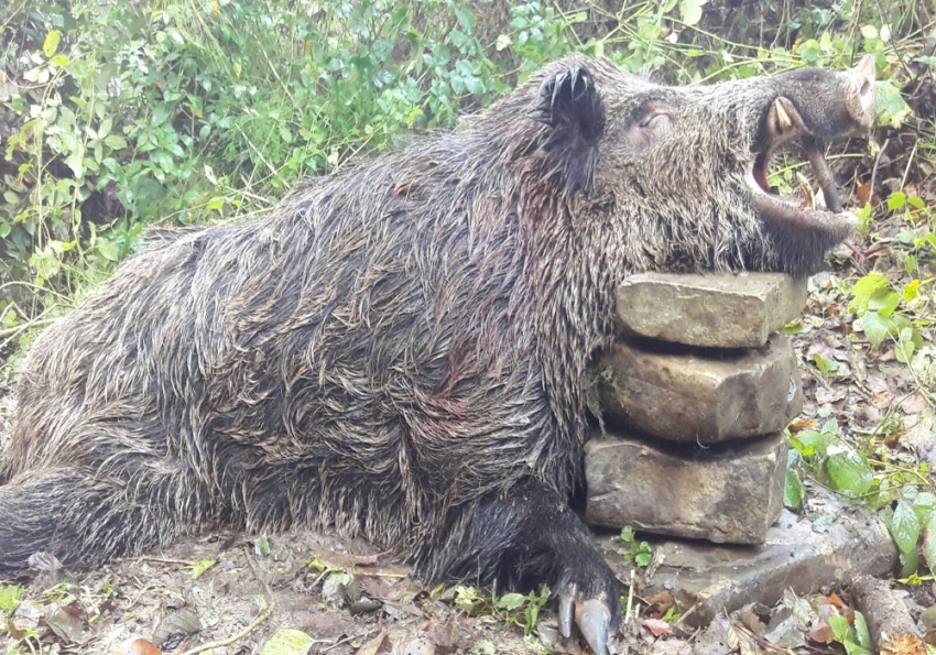 300 kilogram ağırlığında!