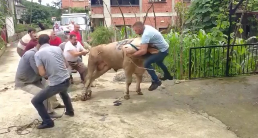 Kurbanlık boğa boynuzlarını tutan adamı böyle savurdu