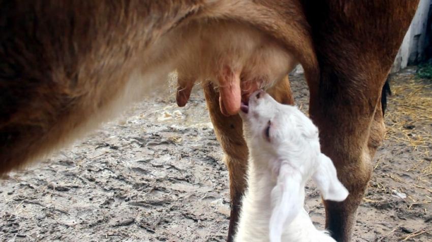 Annesiz oğlaklara da annelik yapıyor