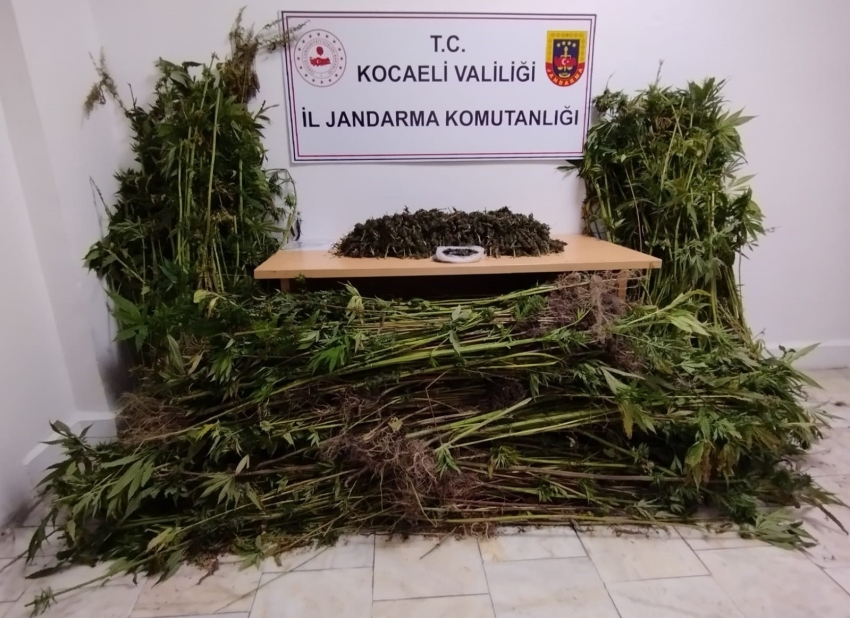 Jandarma bin 280 kök kenevir ile 11 kilo uyuşturucu ele geçirdi