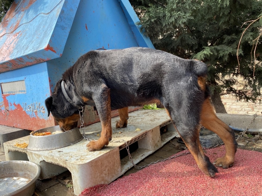 Tren istasyonunda ayağı kopan köpek sağlığına kavuştu