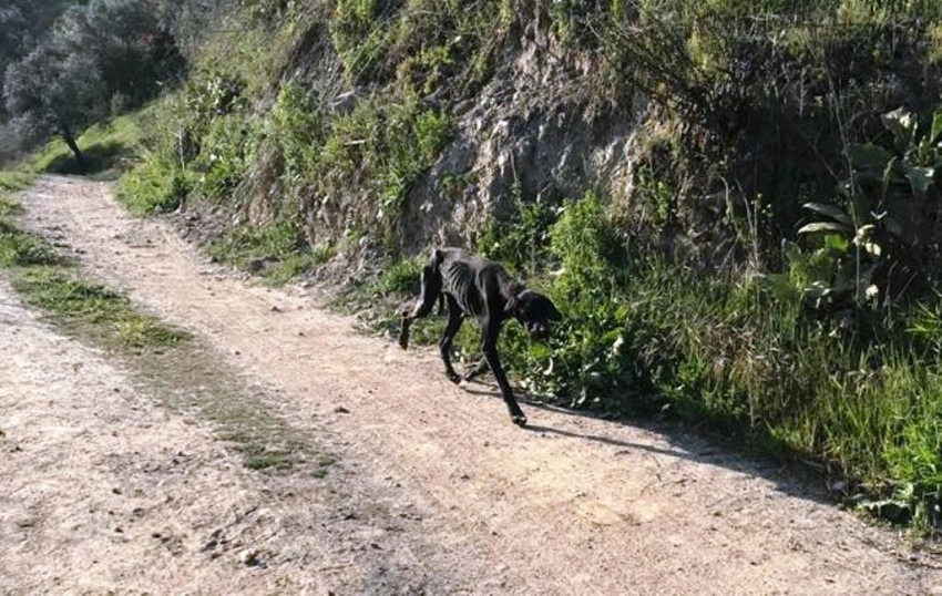 Bakıma muhtaç 17 köpeği ölüme terk eden belediyeye ceza