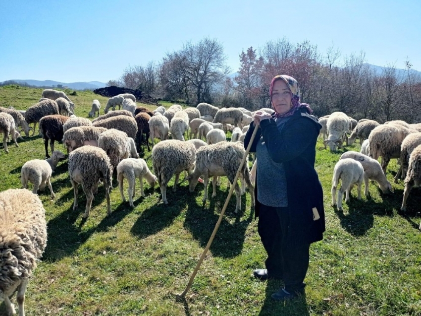 Yalova’nın kadın çobanı 170 hayvanlık sürüye bakıyor