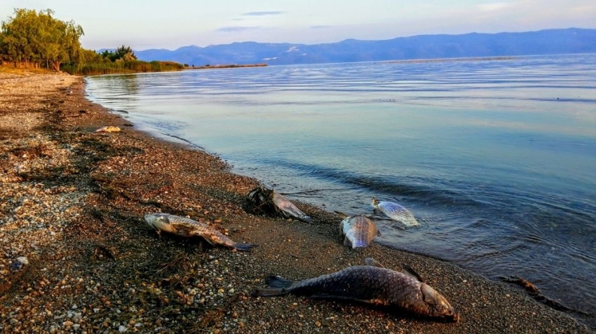 Bursa İznik Gölü’nde korkutan manzara