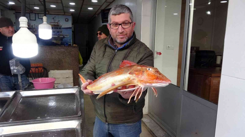 Nadir bulunan kırlangıç balığı ağlara takıldı