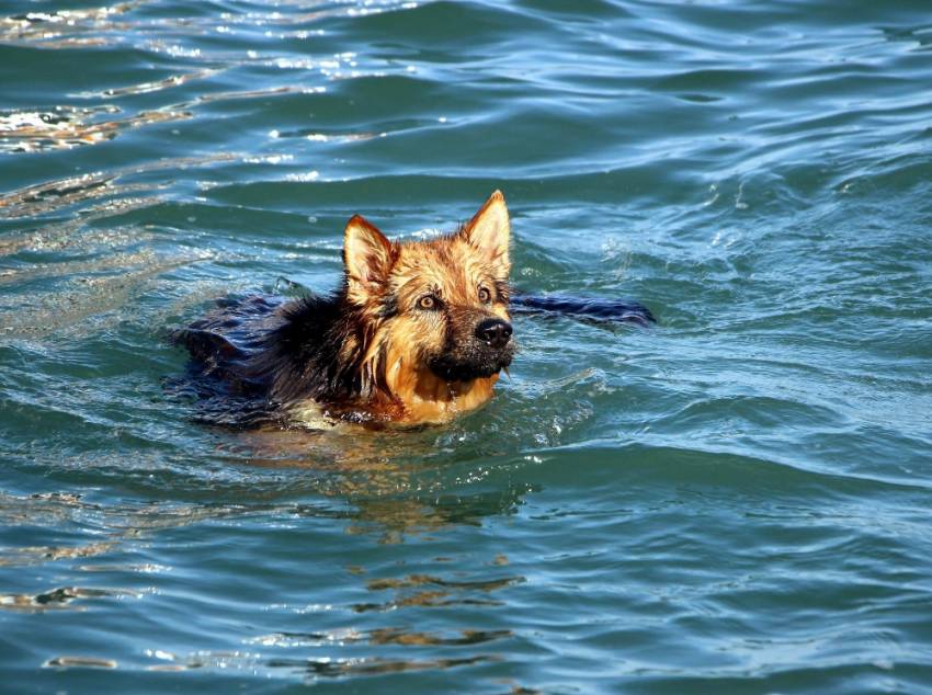 Bu da dalgıç köpek