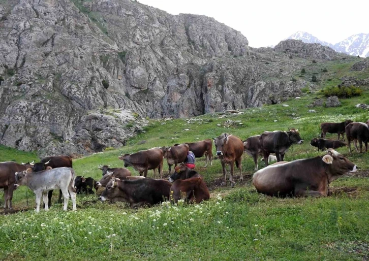 40 bin TL maaşla çoban bulamayınca çözümü nöbetleşmekte buldular