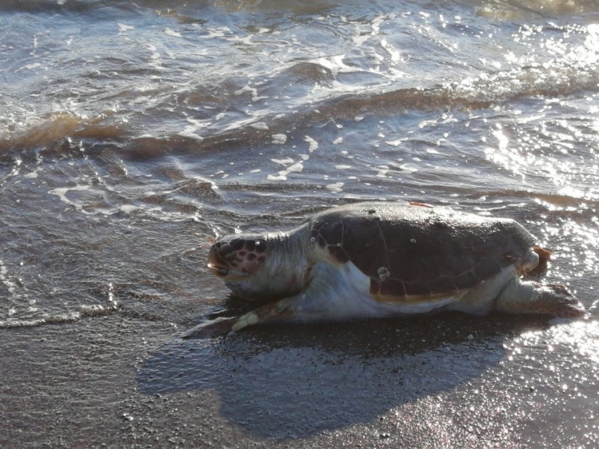 Fethiye’de ölü caretta caretta bulundu