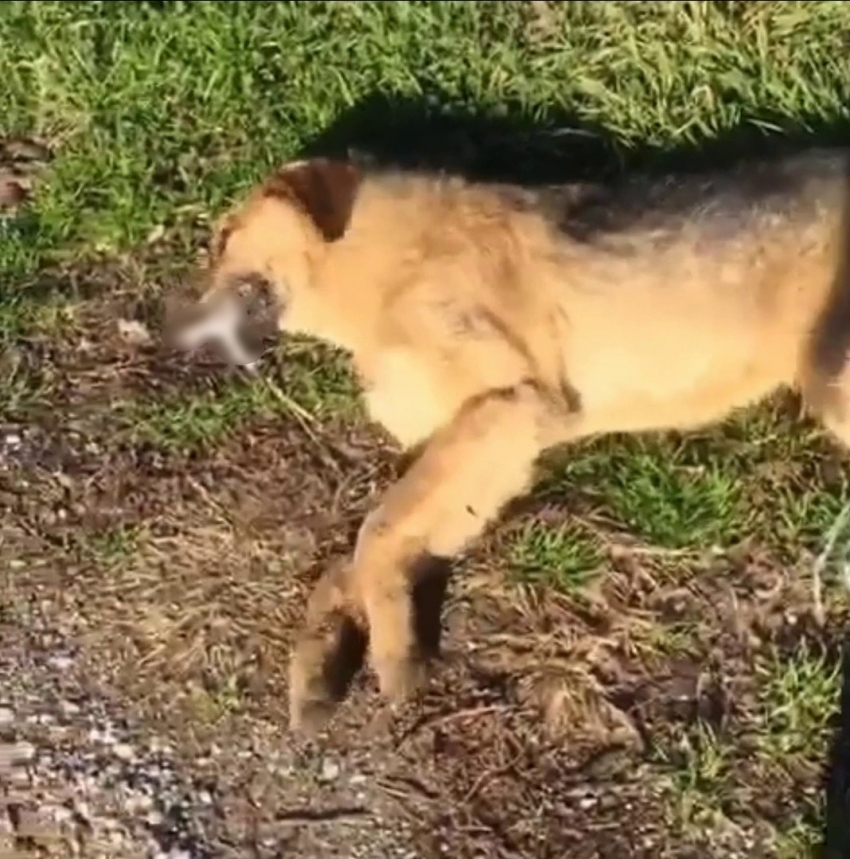 Zehirlendiği ileri sürülen köpek için bir araya geldiler